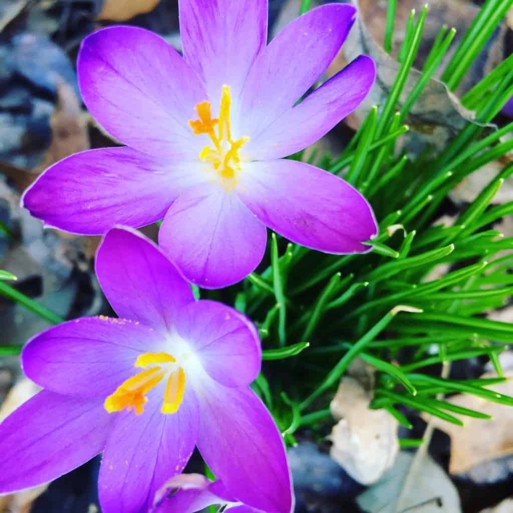 story, lilies of the field, crocus, spring