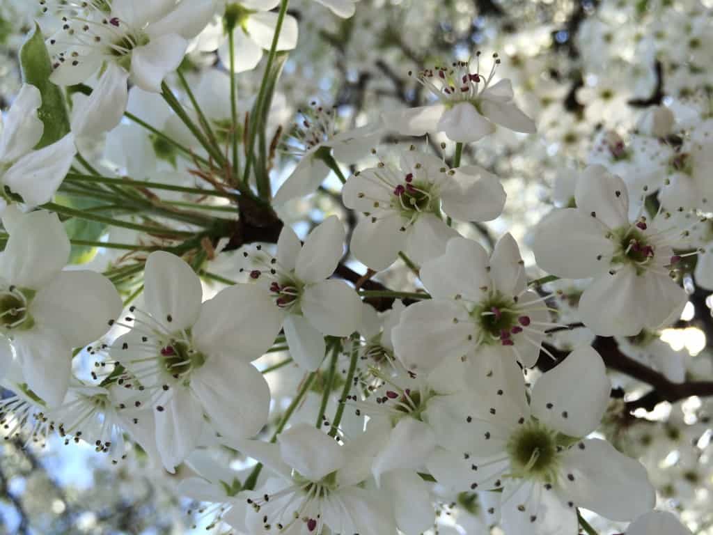 spring, bradford pear, recovery, postpartum anxiety