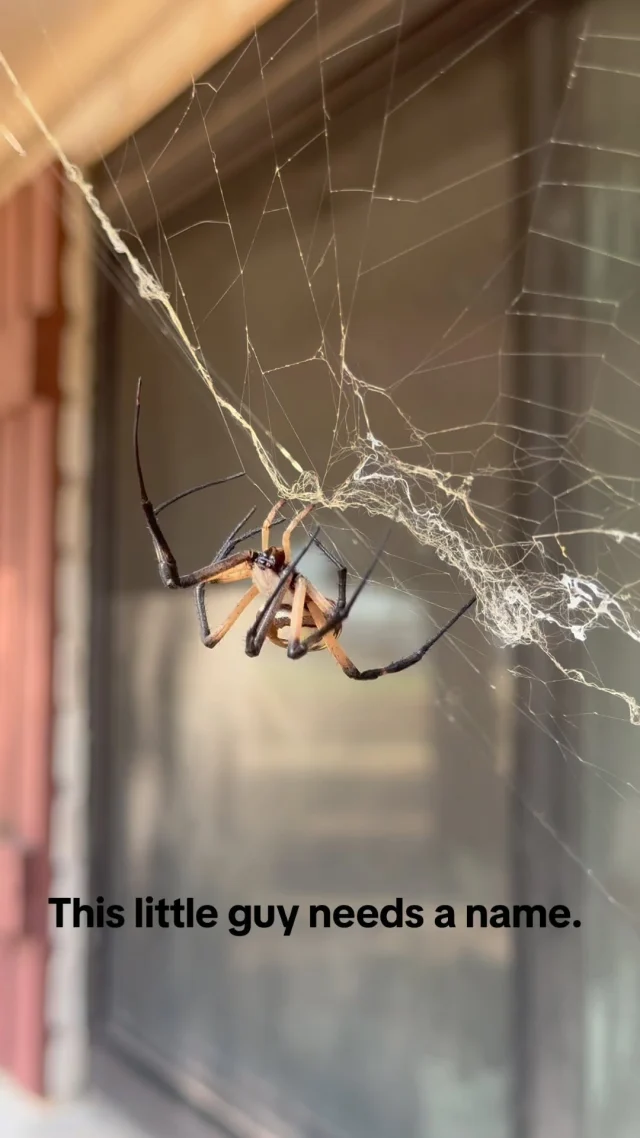 Help me name my kitchen roomie! He lives outside my window. We chat. I like to think we are his favorite reality show. Drop your ideas in the comments. #spiders #orbweaver  #spookyseason